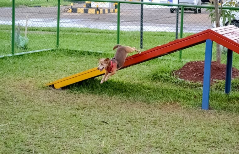 Ação comunitária cria manhã interativa para pets no Sudoeste