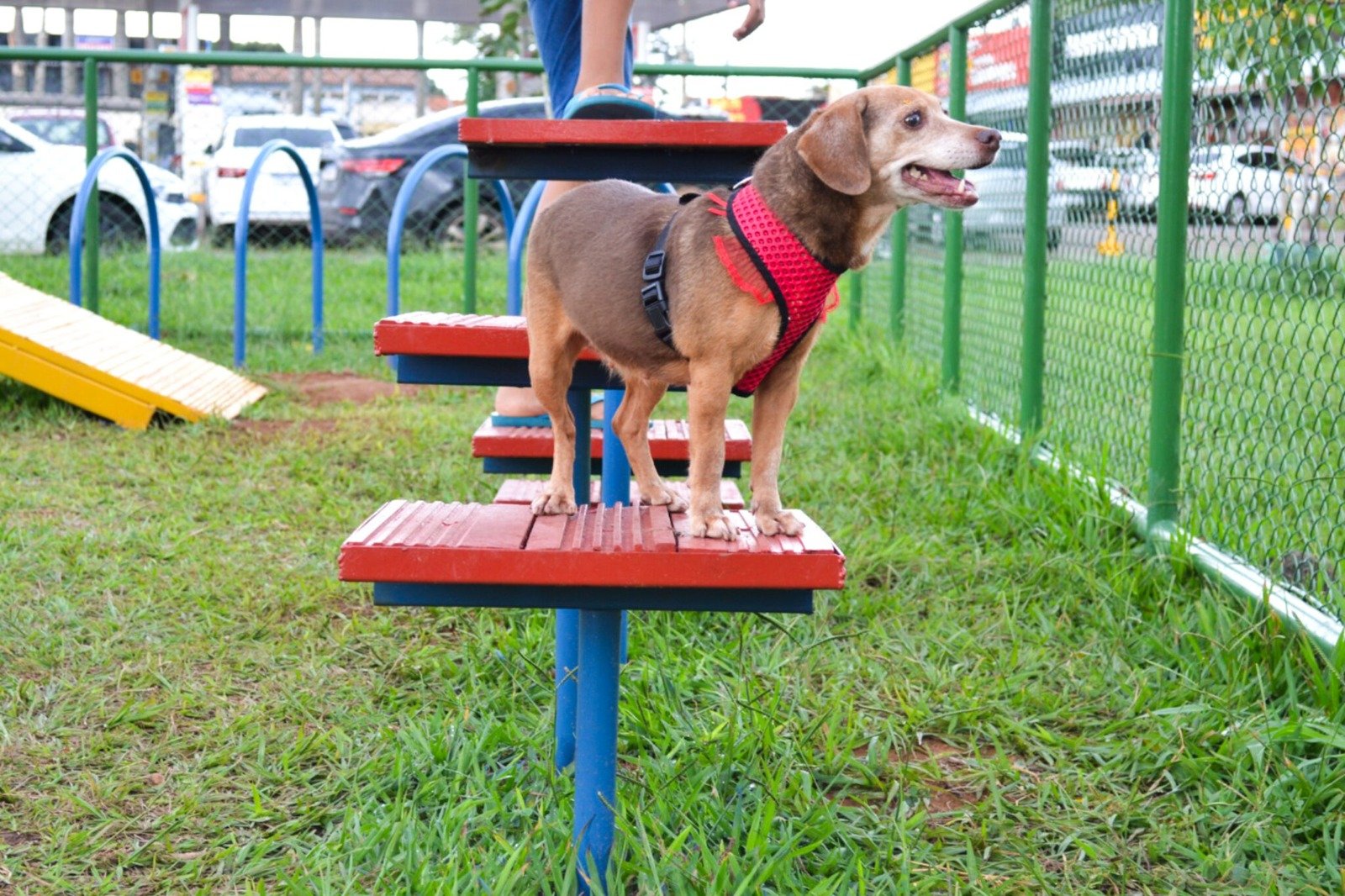 Comitê interinstitucional fortalece luta pela proteção de animais no DF Comitê interinstitucional fortalece luta pela proteção de animais no DF