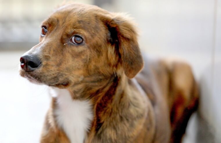 HVEP oferece atendimentos virtuais para tutores de cães e gatos