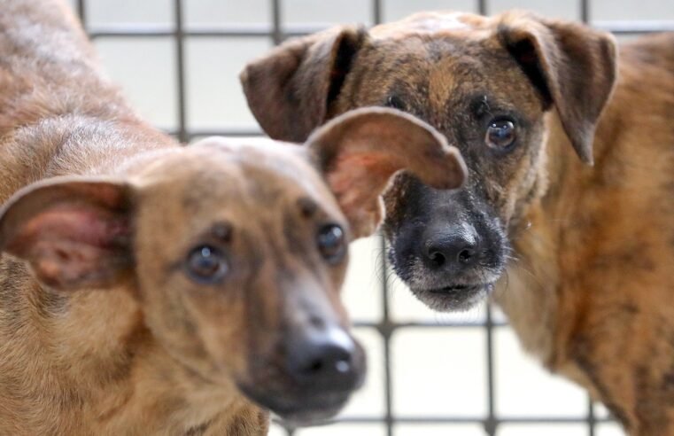Campanha mensal de castração gratuita do GDF beneficiará 2 mil pets