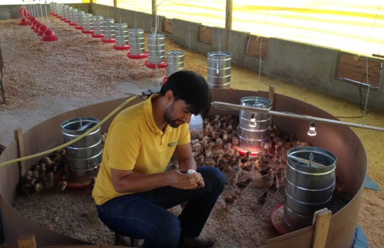 Avicultores podem conhecer tecnologias para produção semi-intensiva de ovos na AgroBrasília