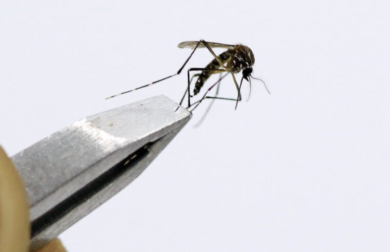 Grupo de trabalho vai aperfeiçoar o plano de enfrentamento à dengue