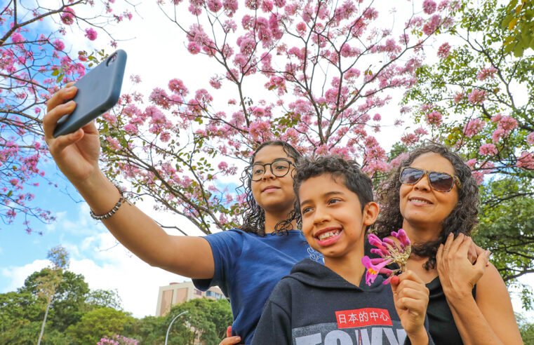 Brasilienses apreciam floração dos ipês-roxos