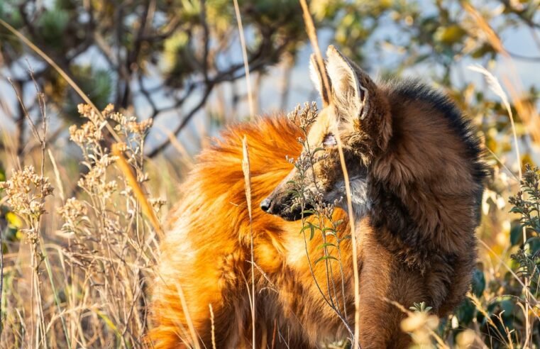 Lobo-guará é devolvido ao Cerrado após atendimento em hospital especializado