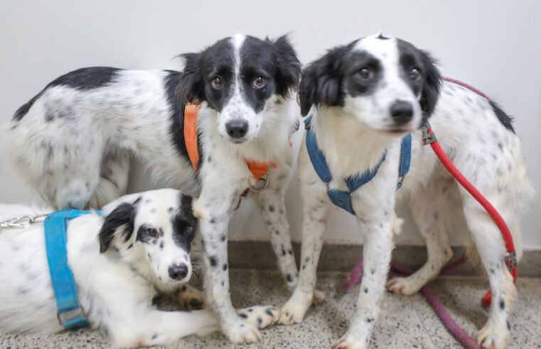 Mais de 55,4 mil cães e gatos foram castrados por meio dos programas do GDF