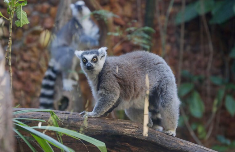 O amor está no Zoo: Equipes fazem ações temáticas de Dia dos Namorados para animais