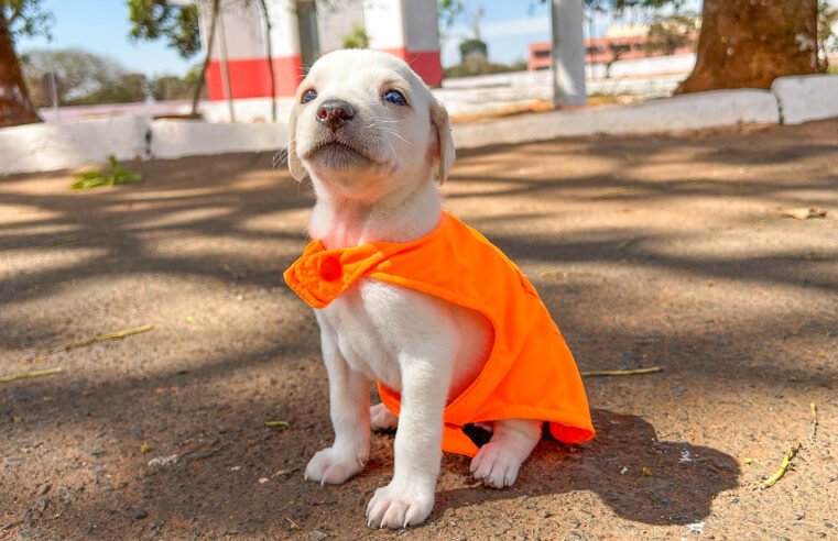 Projeto Cata Pata volta a promover resgate e adoção de cães