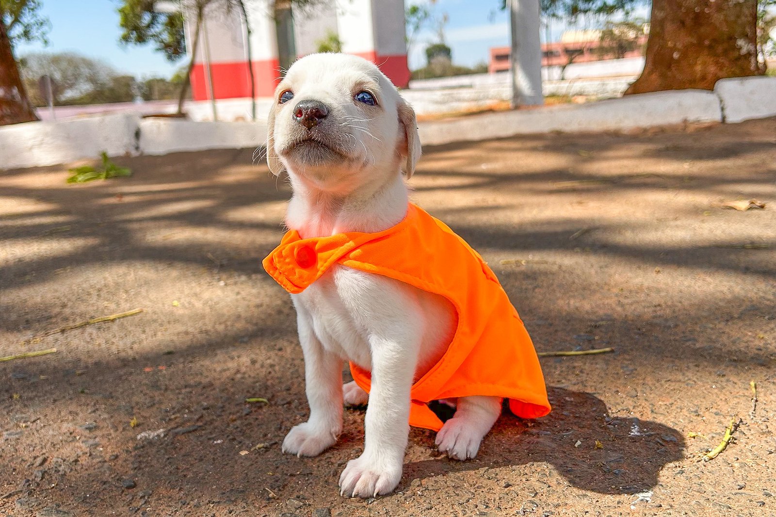 Projeto Cata Pata volta a promover resgate e adoção de cães