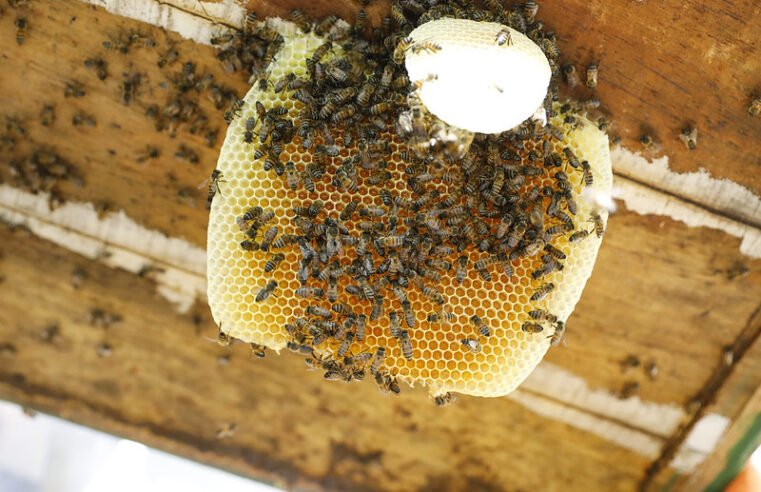 Época de seca traz aumento nos ataques de abelhas. Saiba como evitar acidentes