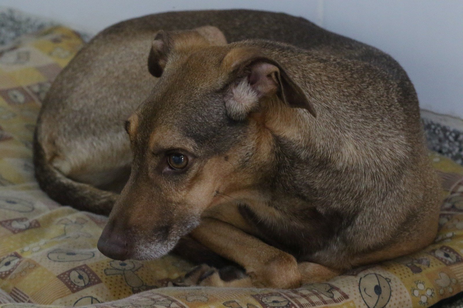 Nova legislação estabelece proteção legal para animais vítimas de maus-tratos Nova legislação estabelece proteção legal para animais vítimas de maus-tratos