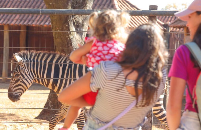 Zoo de Brasília recebe novos animais e faz sucesso com a zebra Ailin