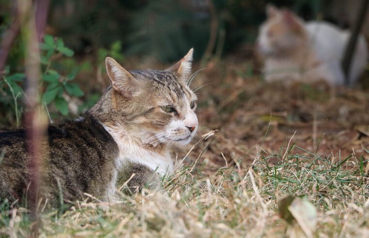 Controle da população de gatos no complexo da Novacap vira case de sucesso