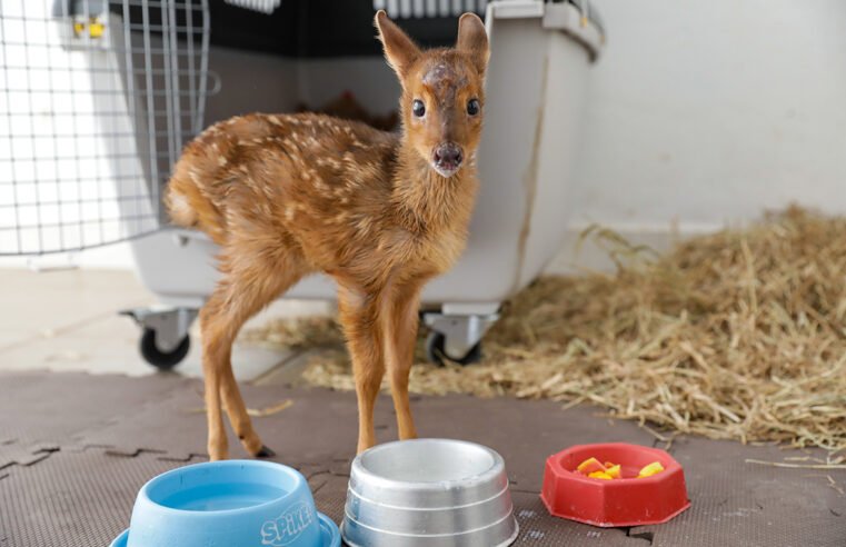 Pioneiro no Brasil, Hospital da Fauna Silvestre do DF já prestou mais de 500 atendimentos