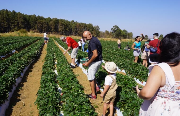 Colha & Pague do Morango encanta visitantes com experiência no campo