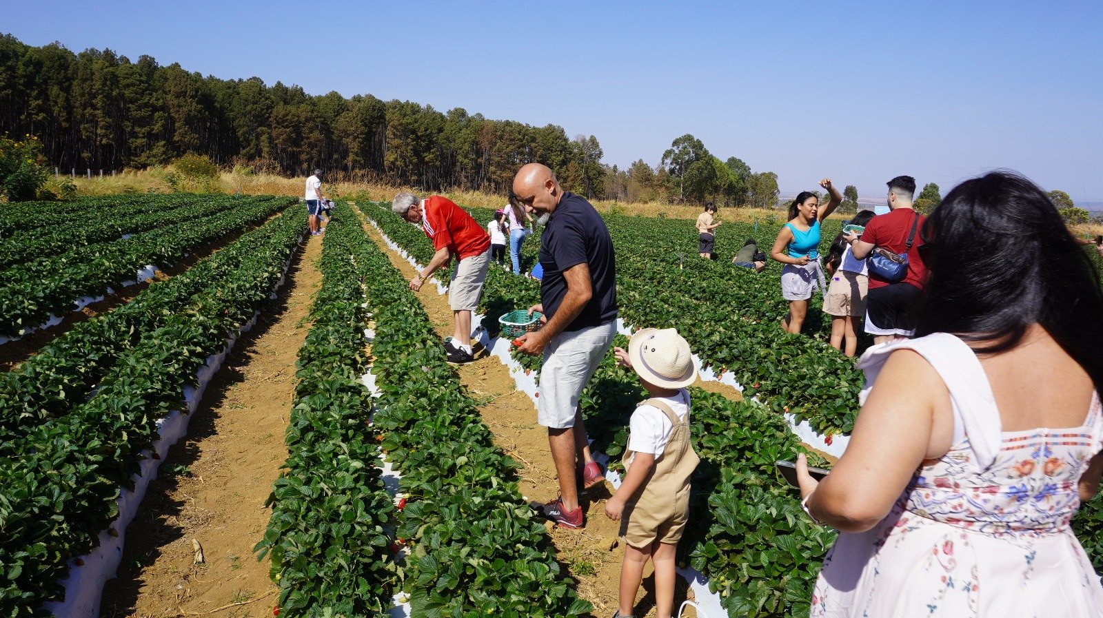 Colha & Pague do Morango encanta visitantes com experiência no campo