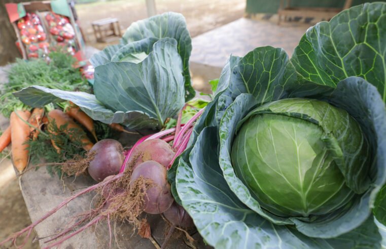 DF fará maior compra de alimentos da agricultura familiar para escolas da história