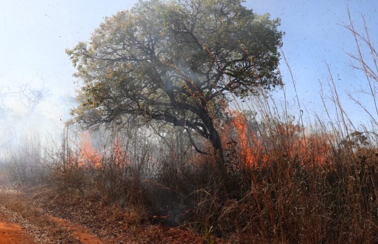 Força-tarefa mobiliza 150 pessoas para conter incêndio na Floresta Nacional de Brasília