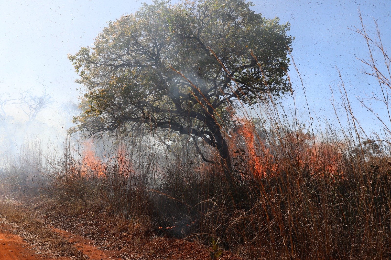 Força-tarefa mobiliza 150 pessoas para conter incêndio na Floresta Nacional de Brasília Força-tarefa mobiliza 150 pessoas para conter incêndio na Floresta Nacional de Brasília