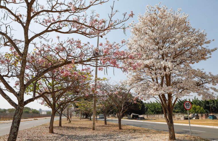 Ipês-brancos florescem junto a outras cores e colorem a capital