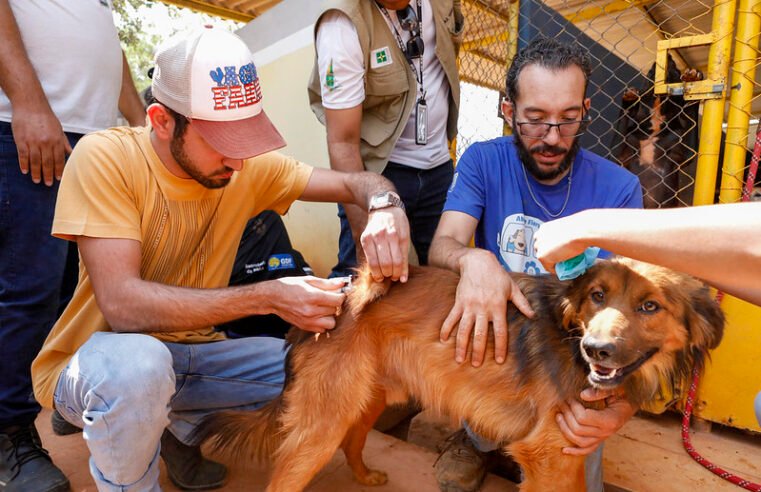 Vacinação contra raiva imuniza 400 cães e gatos em abrigo no Gama