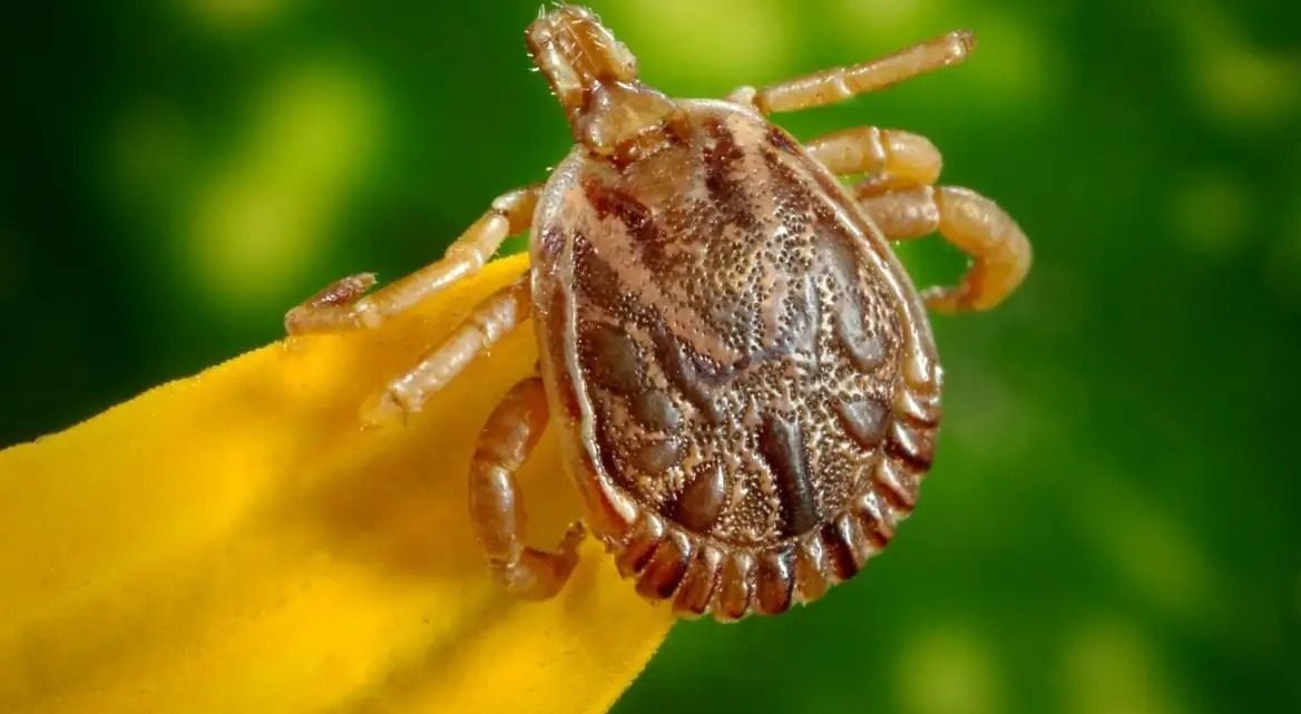 Febre maculosa: tudo que você precisa saber sobre a doença no DF Febre maculosa: tudo que você precisa saber sobre a doença no DF