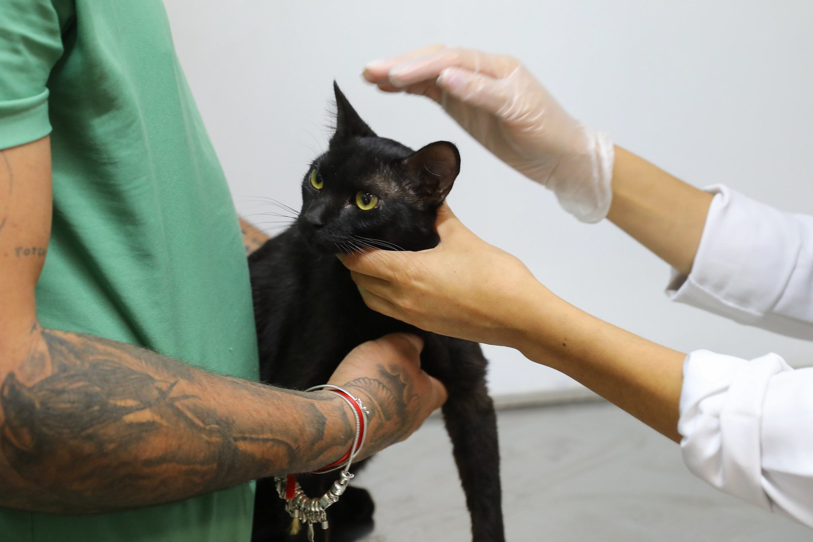Lançada primeira campanha de cadastro presencial para castração de cães e gatos Lançada primeira campanha de cadastro presencial para castração de cães e gatos