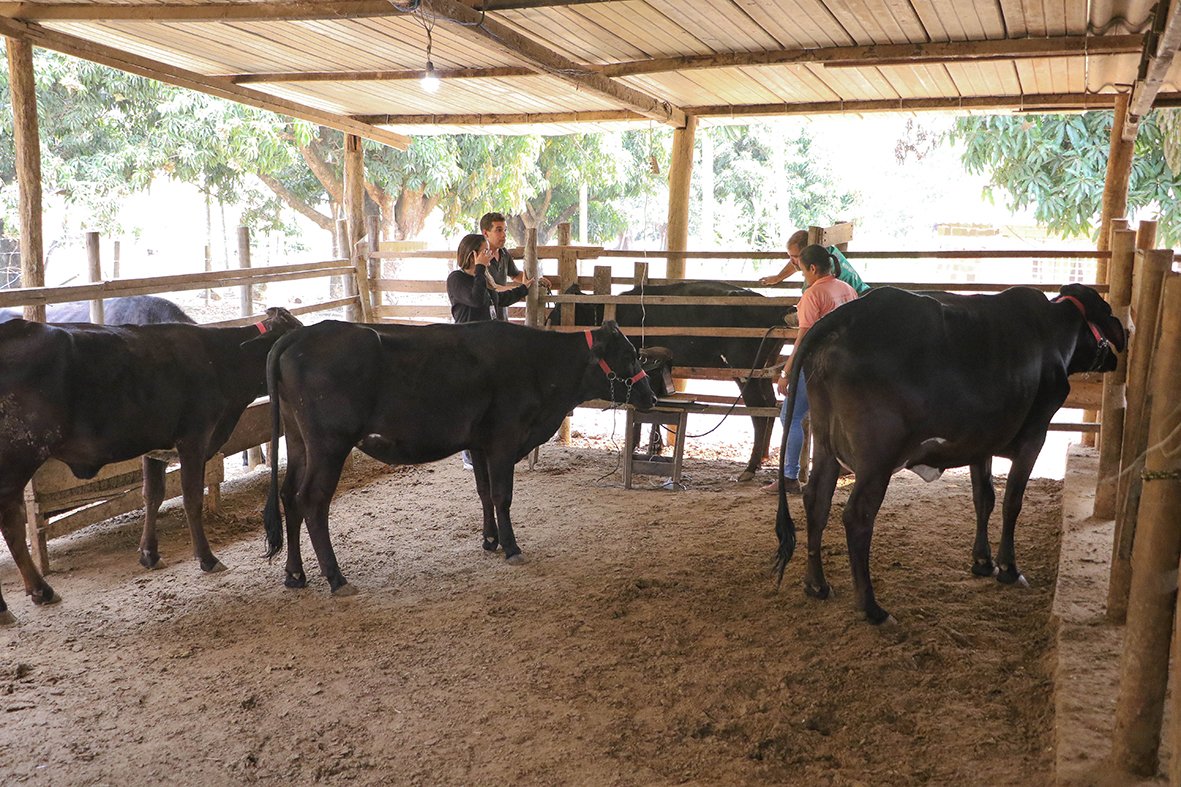 Técnica que aprimora qualidade do gado é levada de forma gratuita a produtores rurais do DF