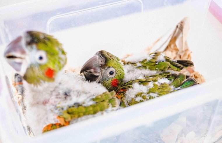 Aves raras, duas ararinhas-de-testa-vermelha nascem no Zoo de Brasília