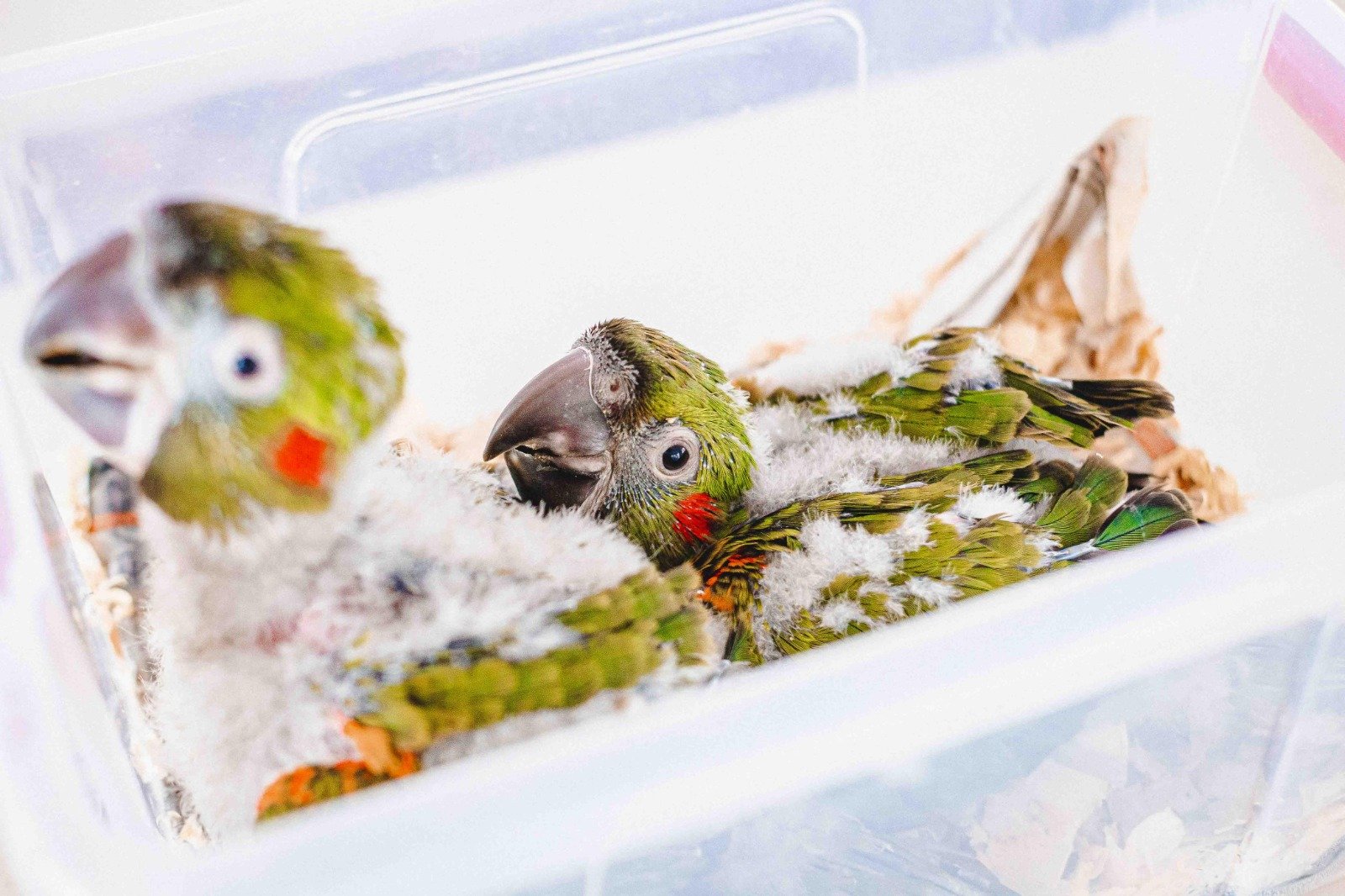Aves raras, duas ararinhas-de-testa-vermelha nascem no Zoo de Brasília Aves raras, duas ararinhas-de-testa-vermelha nascem no Zoo de Brasília