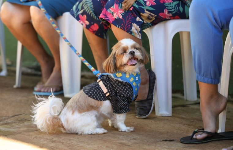 Campanha mensal de castração gratuita do GDF atenderá 588 pets