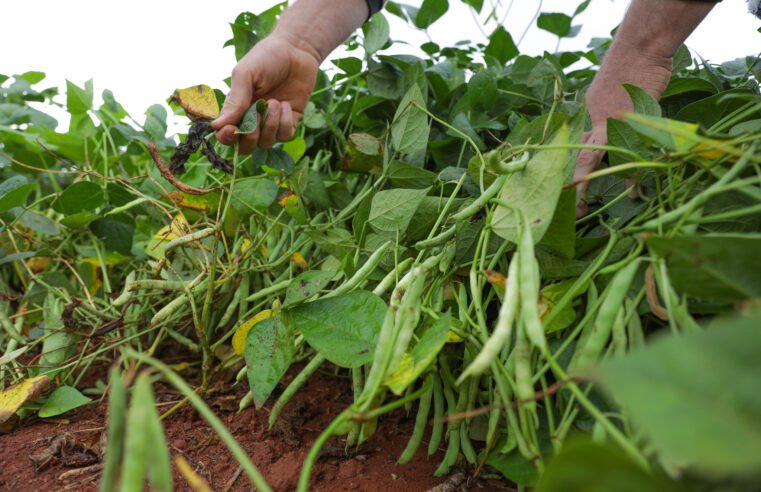 DF se destaca como referência nacional em produção agrícola