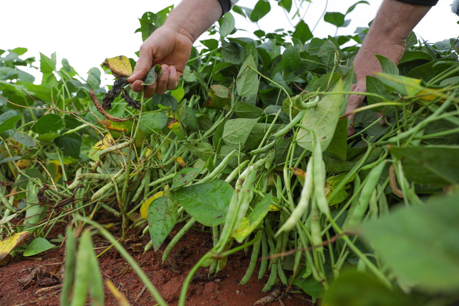 DF se destaca como referência nacional em produção agrícola DF se destaca como referência nacional em produção agrícola
