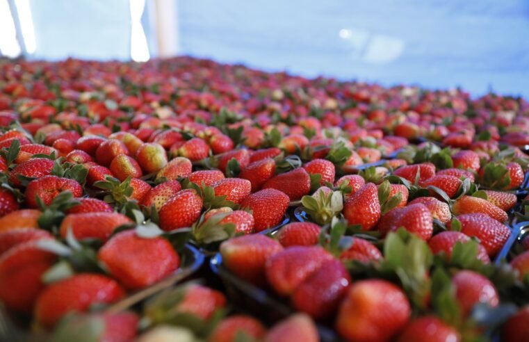 DF se destaca na exportação de carnes, sorgo e morangos frescos