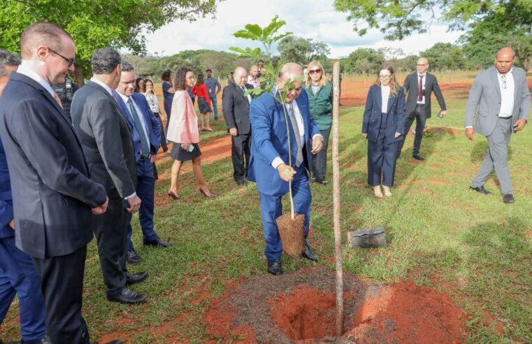 GDF conclui plantio de mais de 5,6 mil mudas nativas do Cerrado em bosque do STF