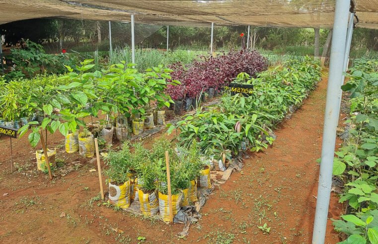 Mudas nativas do Cerrado cultivadas em fazenda na Papuda serão comercializadas