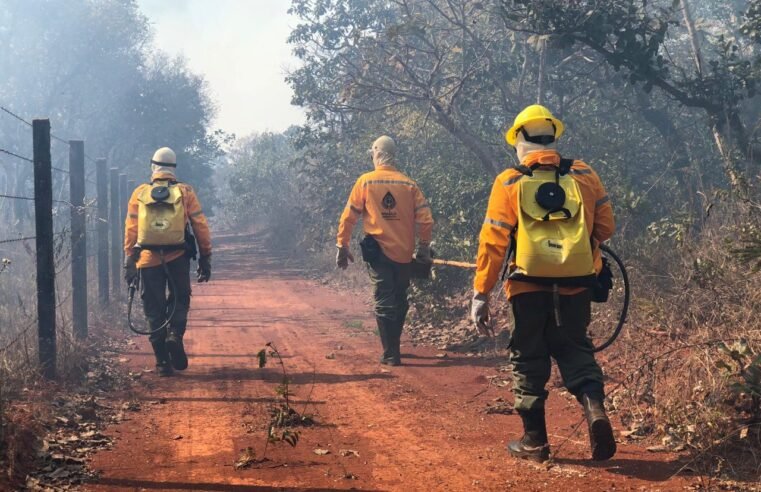 Brasília Ambiental destaca investimentos na brigada florestal em 2024