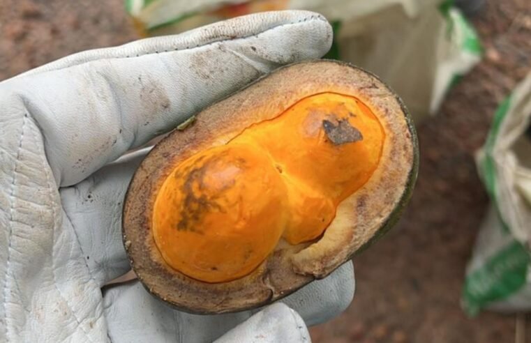 Coleta de sementes preserva a biodiversidade do Cerrado