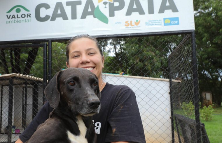 Das ruas para um novo lar: em um ano, projeto Cata Pata resgata 65 cachorros