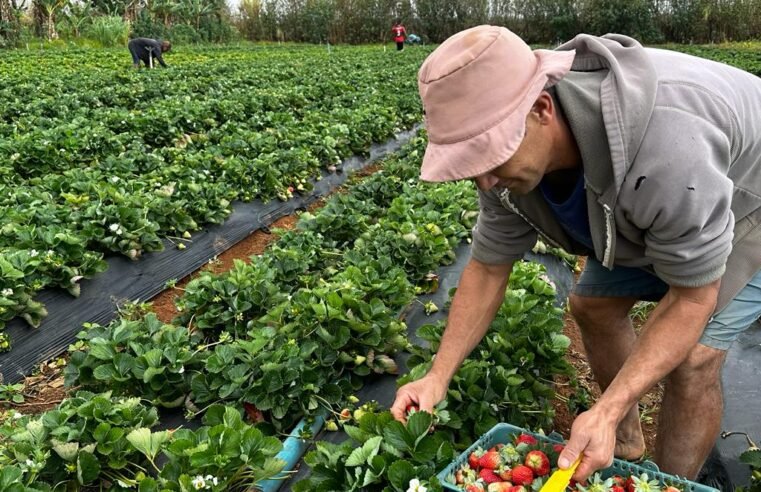 Emater-DF encerra 2024 com mais de 167 mil atendimentos e impulsiona a agricultura no DF