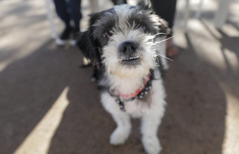 Evento com foco na proteção de animais será realizado no Parque da Cidade