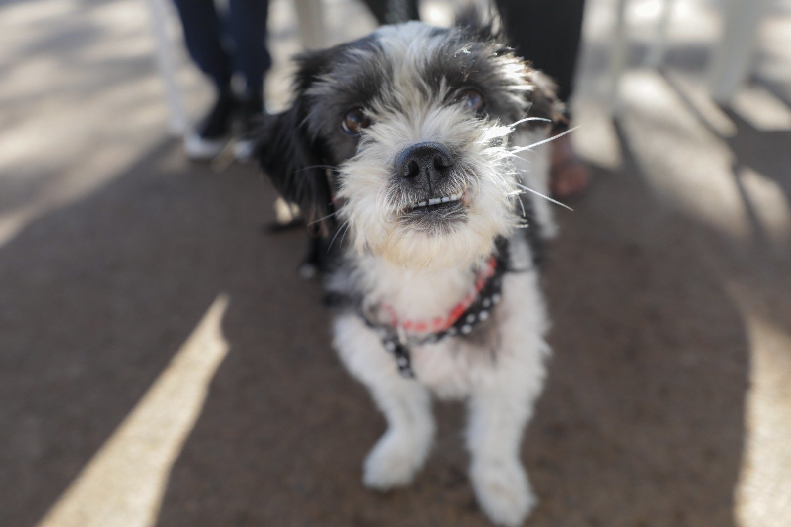 Evento com foco na proteção de animais será realizado no Parque da Cidade Evento com foco na proteção de animais será realizado no Parque da Cidade