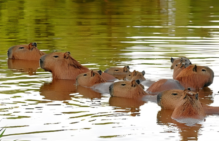 Projeto vai estudar população de capivaras do Distrito Federal ao longo de três anos