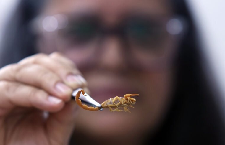 Acidentes com animais peçonhentos aumentam quase 12% no Distrito Federal, em 2024