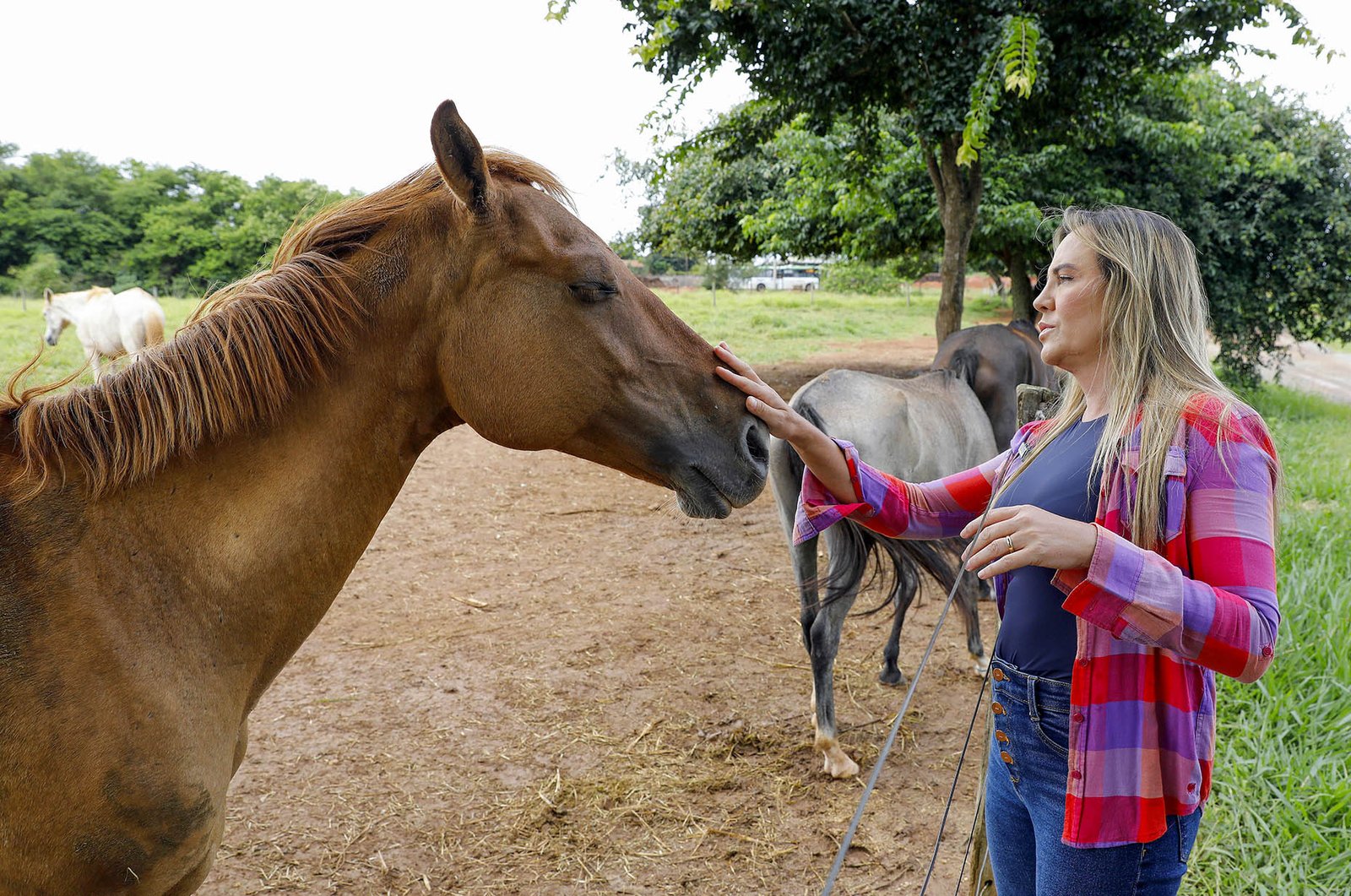 Aumento de apreensões de animais de grande porte reforça cuidado do GDF com equinos e bovinos vítimas de maus-tratos