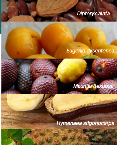 Cagaita, baru, murici, araticum… Projeto do DF pesquisa potencial de frutos do Cerrado