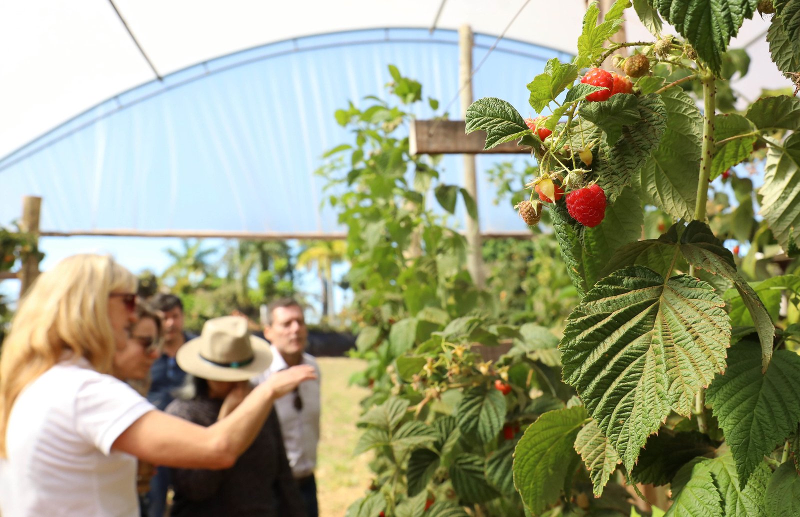 Câmara Setorial de Fruticultura é criada para impulsionar cadeia produtiva