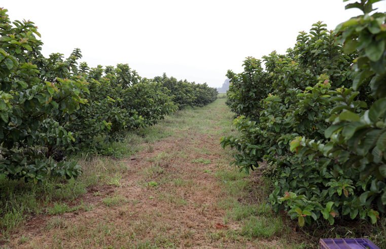 GDF concedeu R$ 10 milhões em créditos rurais a produtores e agricultores familiares