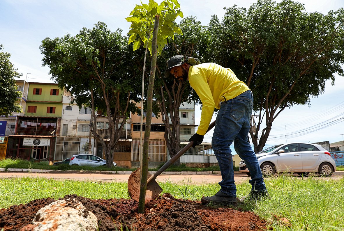 Mais verde e urbanizado, Sol Nascente/Pôr do Sol recebe mudas de árvores em diferentes pontos da cidade