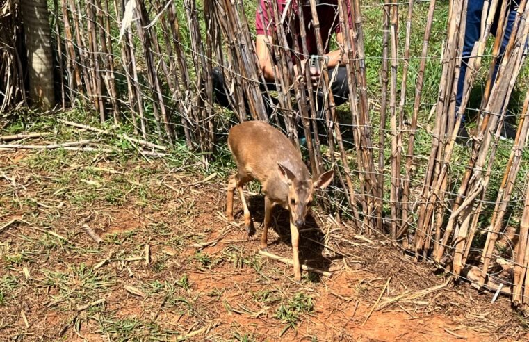 Parceria entre órgãos ambientais investe nos cuidados com a fauna silvestre