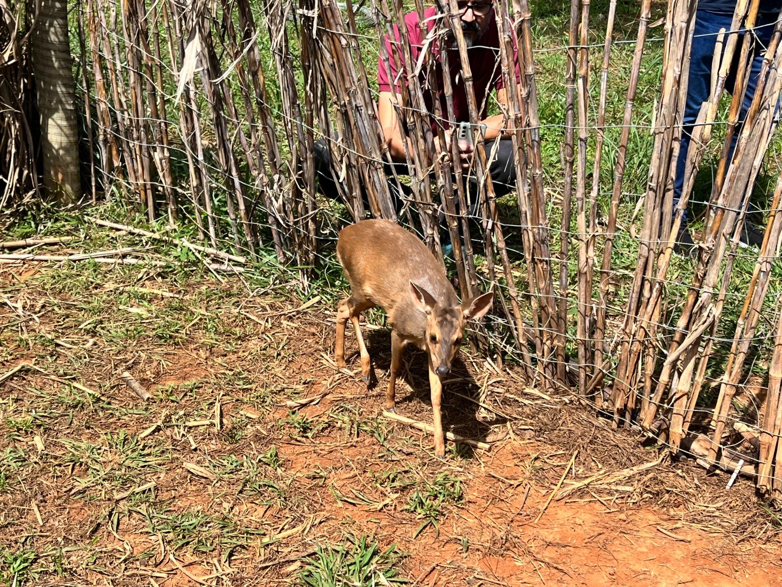 Parceria entre órgãos ambientais investe nos cuidados com a fauna silvestre